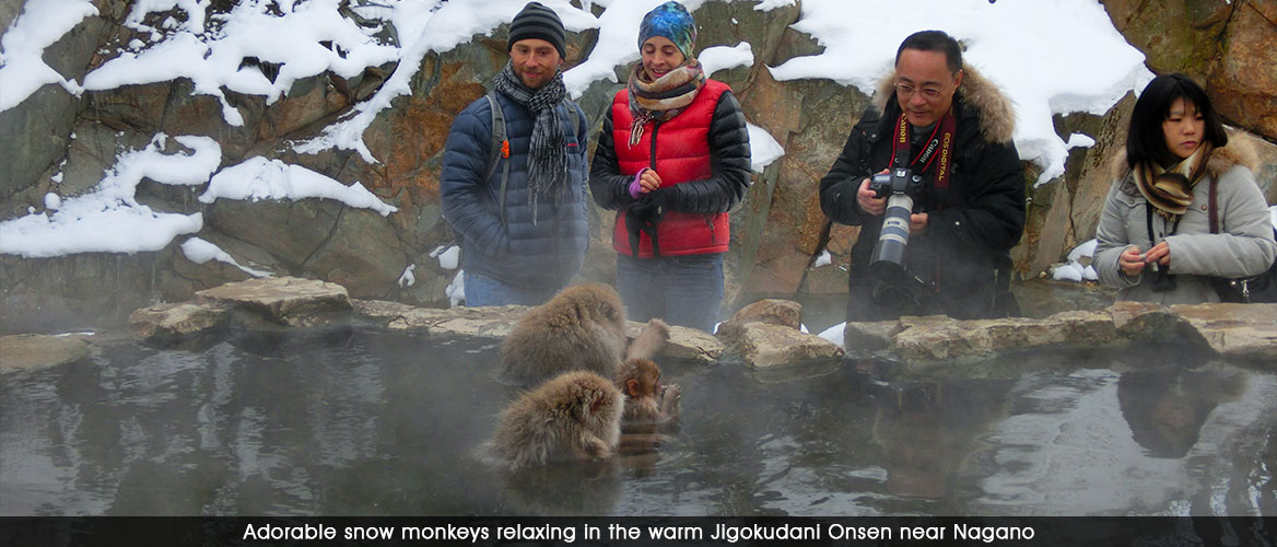 snow monkeys